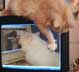 Pumpkin the cat