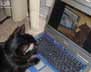 Freeport the cat