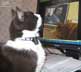 Grimble the cat