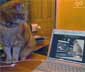 Archie the cat
