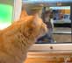 Jaffa the cat