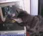 Ender the cat