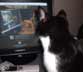 Agatha the cat