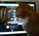 Milo the cat
