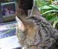 Cally the cat