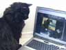 Fredrica the cat