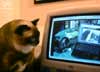 Sinatra the cat