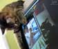 Daiane the cat