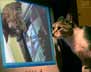 Daiane the cat