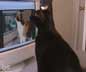 Fenris the cat