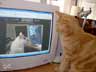 Emoa the cat