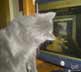 Dunkin the cat