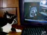 Chill the cat
