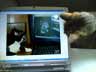 Pinki the cat