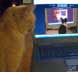 RBI the cat