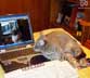 Lola the cat