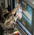 Ms. Nutley the cat