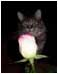Frankie the cat