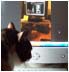 Copper, a cat