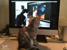Marble the cat