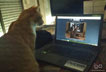 Jacinto the cat