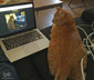Chetoh the cat