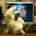 Carmen the cat