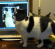 Two Tone the cat
