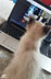 Ozzy the cat