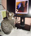 Miss Electra the cat