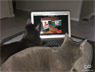 Seamus and Finnegan cats