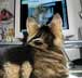 Zdzichu the cat