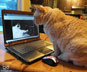 Popcorn the cat