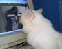Abutit the cat