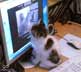 Word the cat