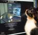 Layla the cat