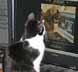 Brio the cat