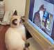 Sachiko the cat