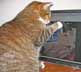 Stewie the cat