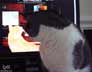 Kiki the cat