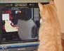 Tikka the cat