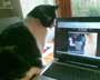 Murray the cat