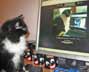 Killi the cat