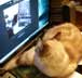 Milky the cat