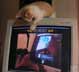 Lewru the cat