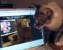 Currahee the cat