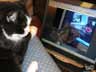 Blackjack the cat