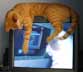Ripley the cat