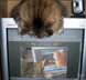Rosie the cat