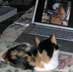 Spitfire the cat